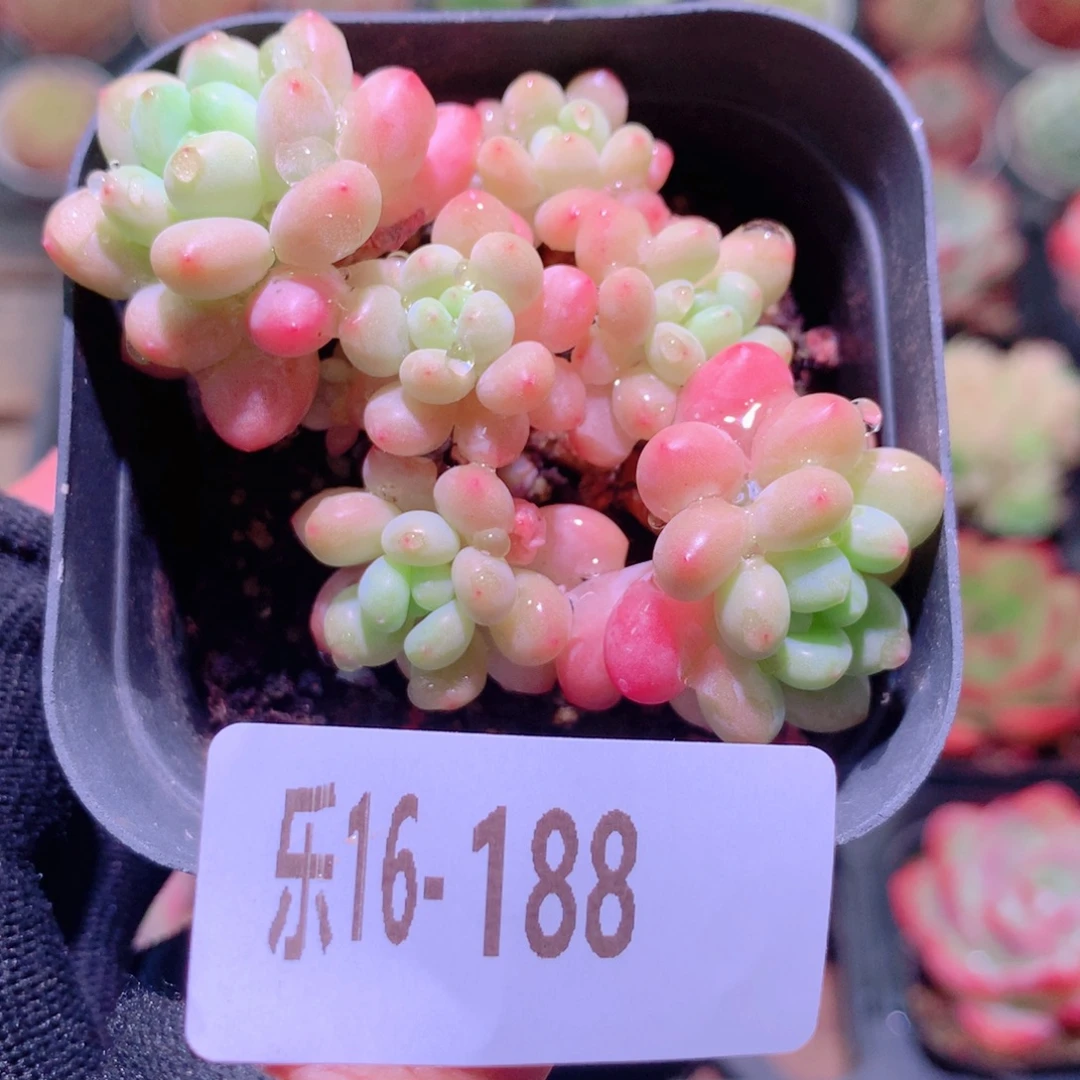 乐然16-188 洛可可