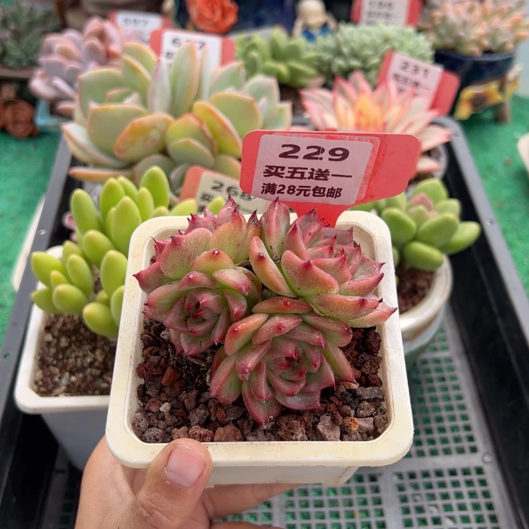 表妹精品多肉植物229.