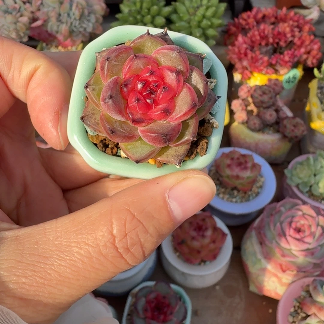 捌***所草莓汁汁 多肉含盆土 一物一拍