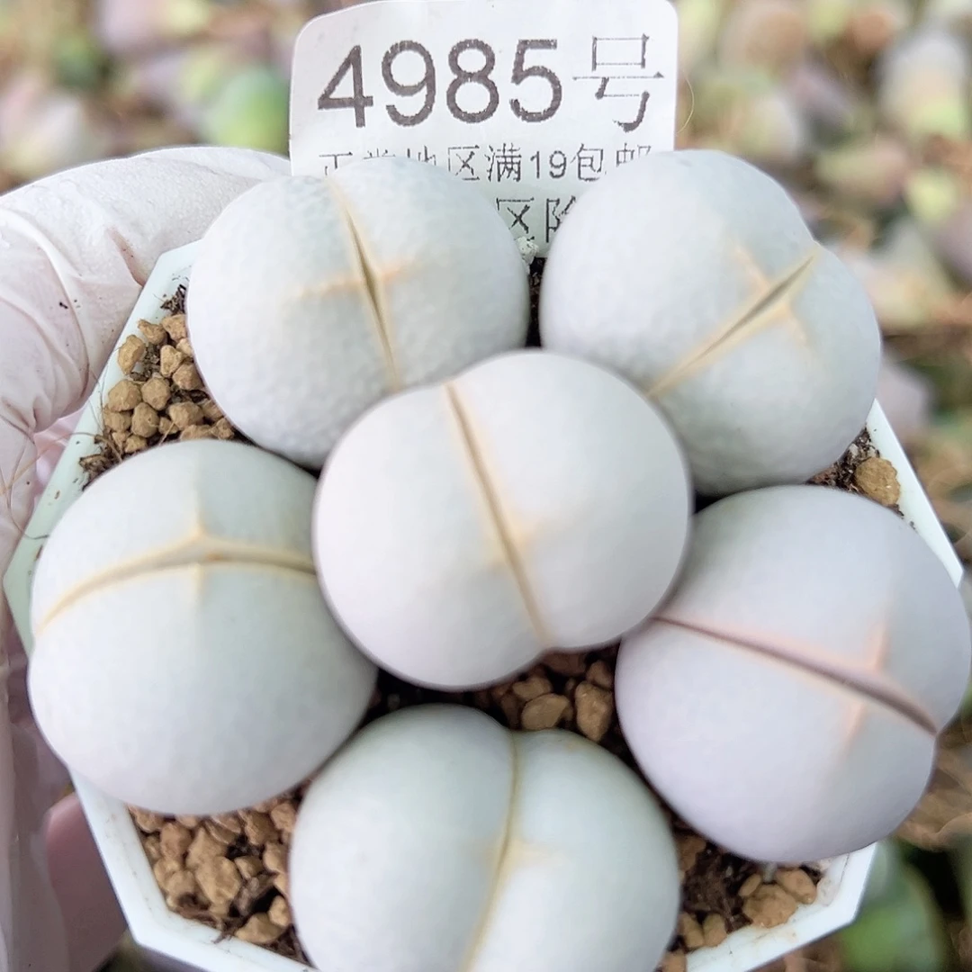 4985 好养易活生石花大母本