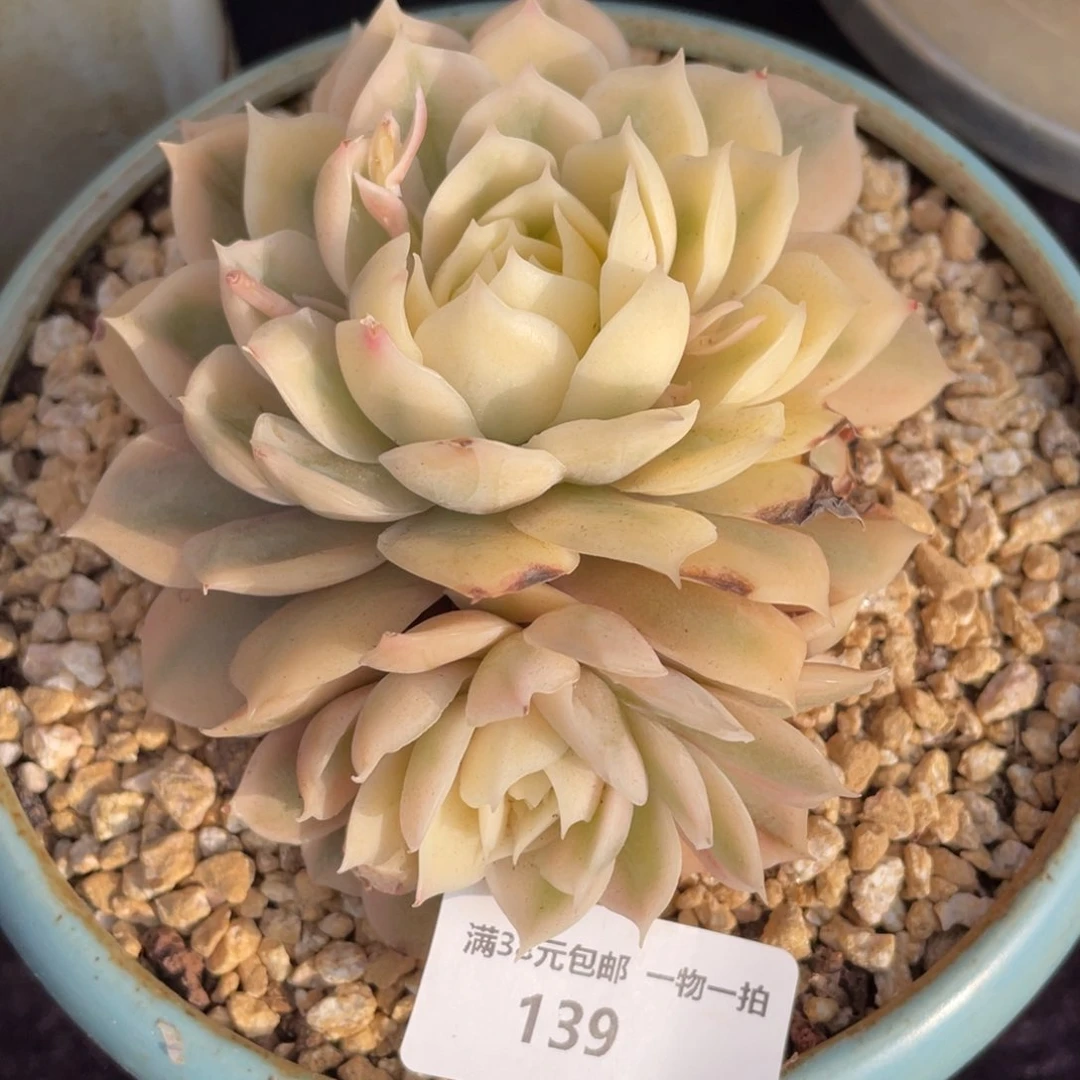 139昂斯诺锦双头多肉植物