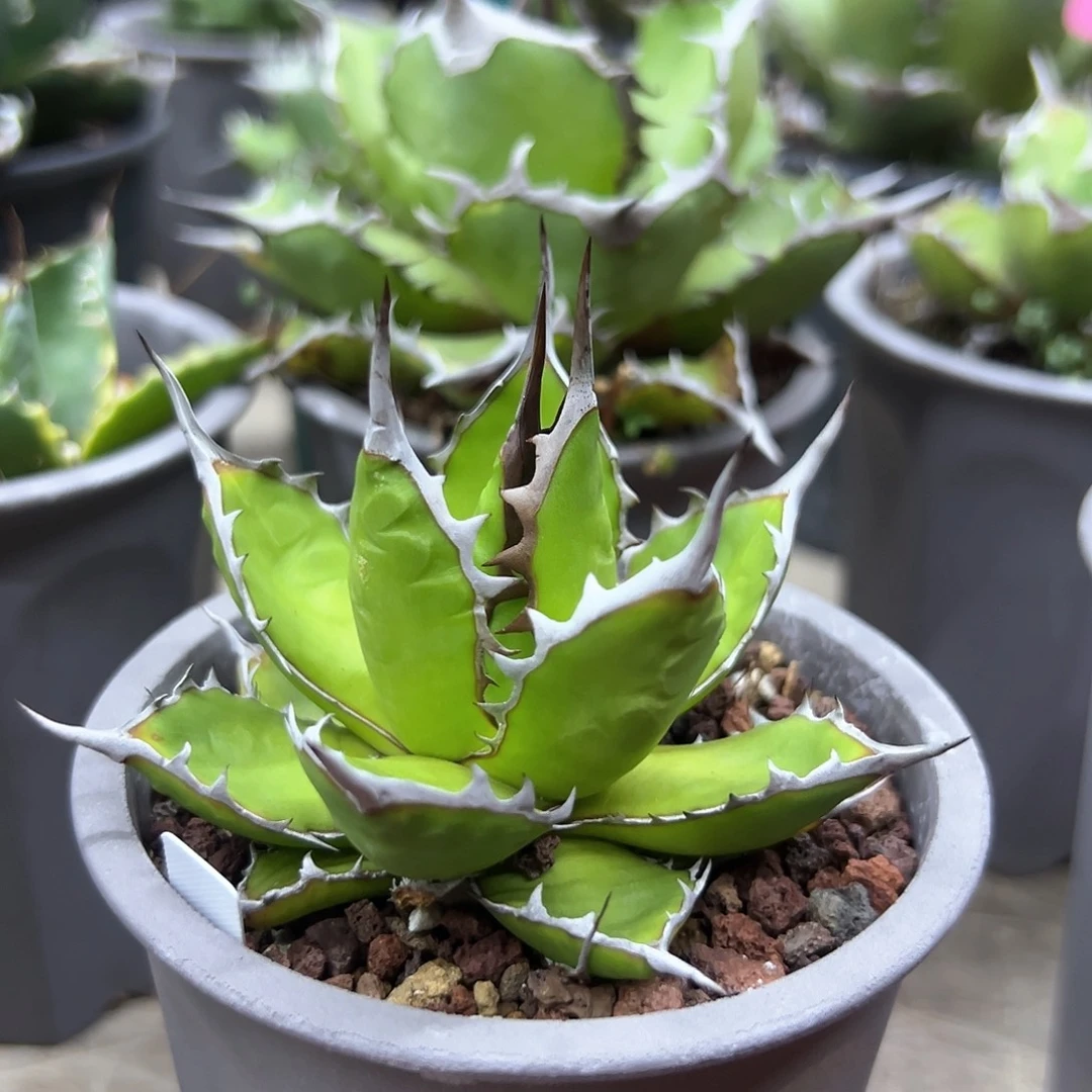 宽叶霍利达一物一拍偏远不包邮