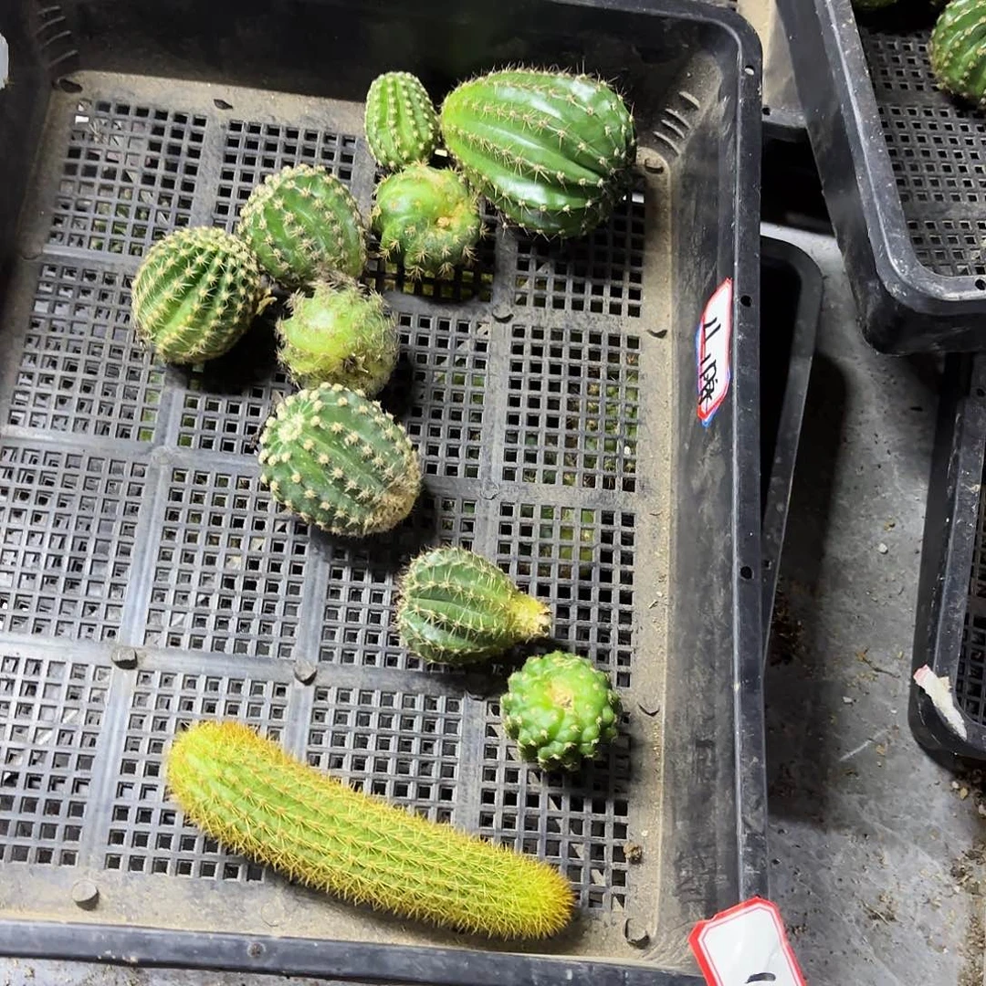 16号号混品小小仙人球