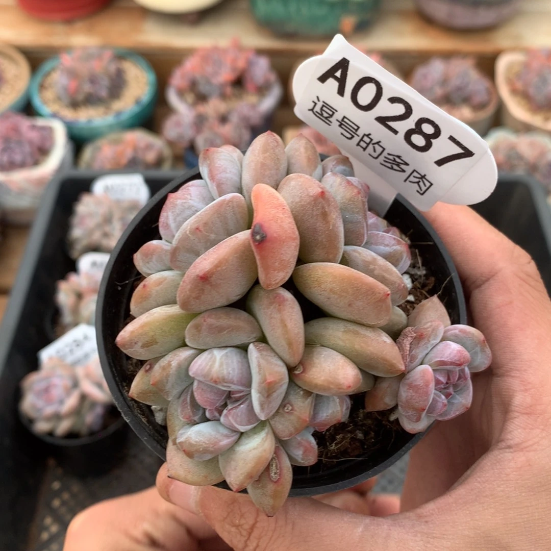 A0287 突尼斯大脸 有砍 8.5cm