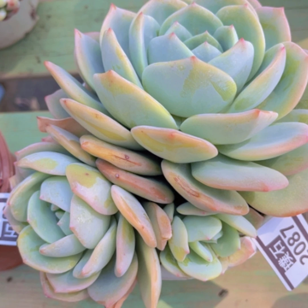 【闪购商品】凤橙2087