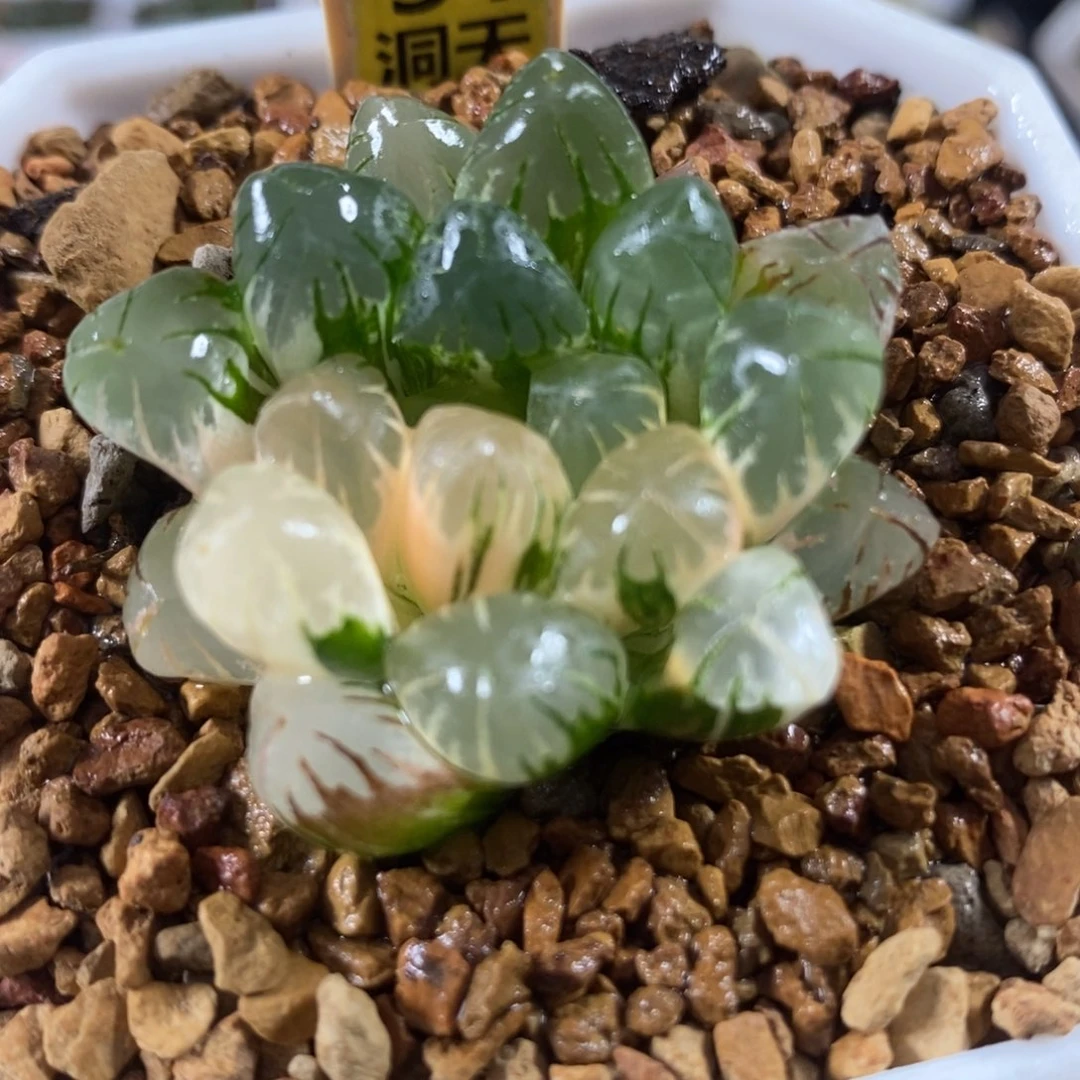 31广濑玉露锦一物一拍