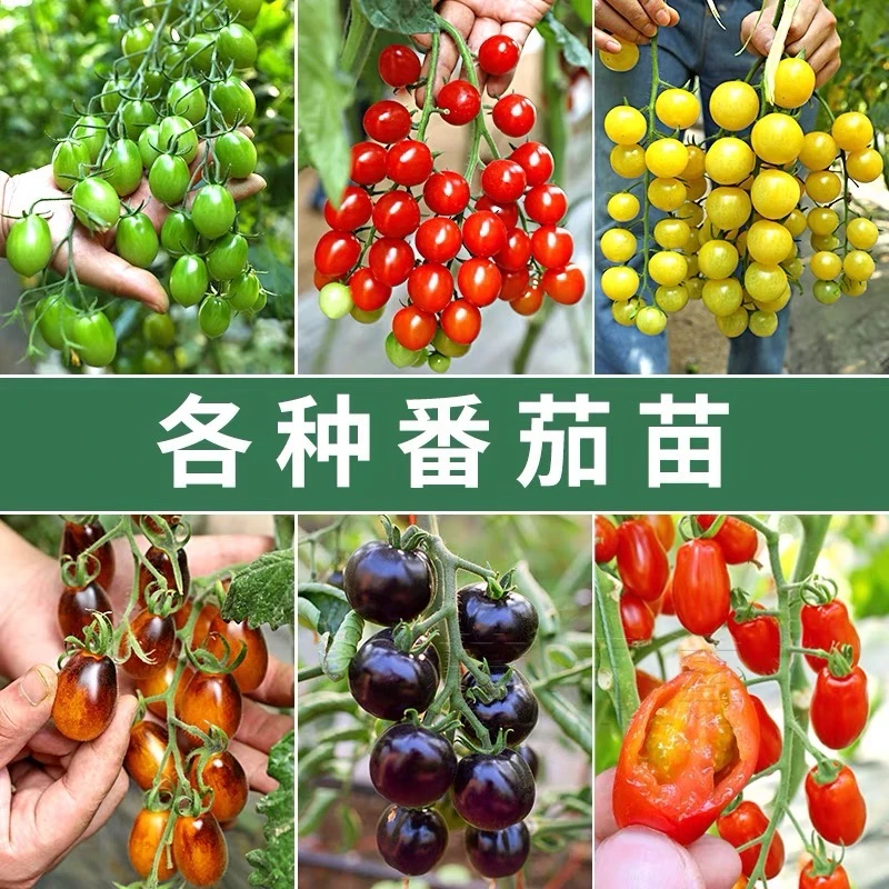 山东寿光苗场直发番茄苗梦想真甜2号甜心八号青甜2号普罗旺斯真甜