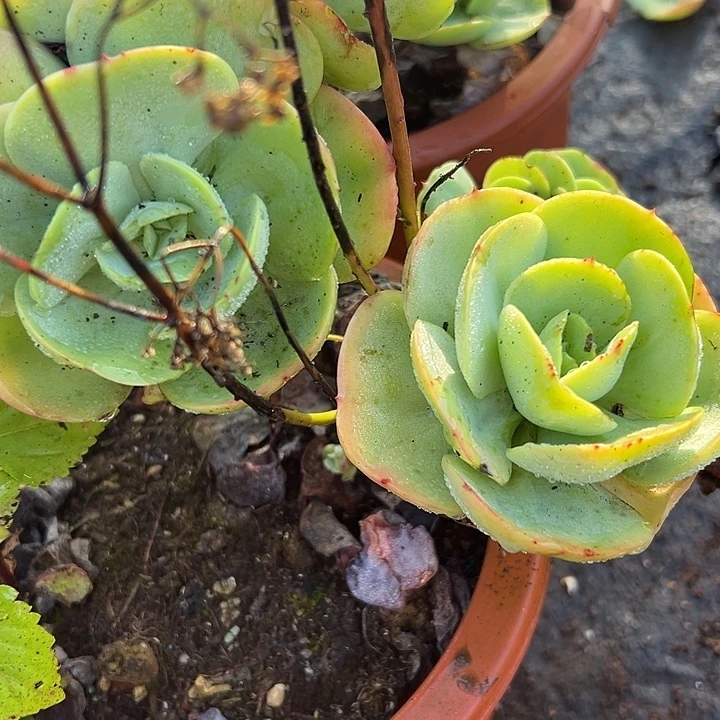 碧桃老桩。