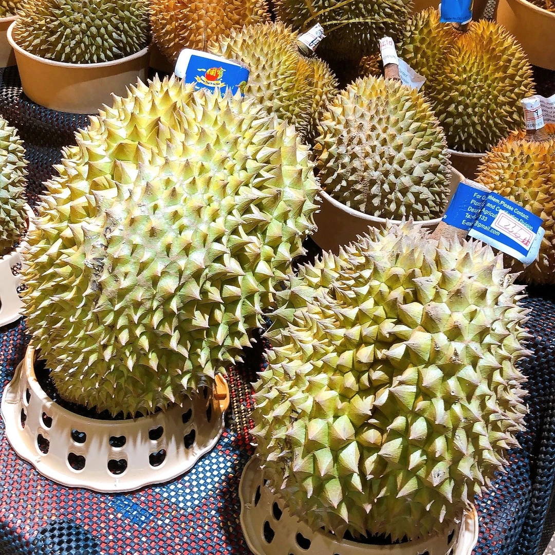 空运树熟新鲜金枕榴莲核小肉厚一果一拍，实际称重50一斤，核小肉厚金枕泰国