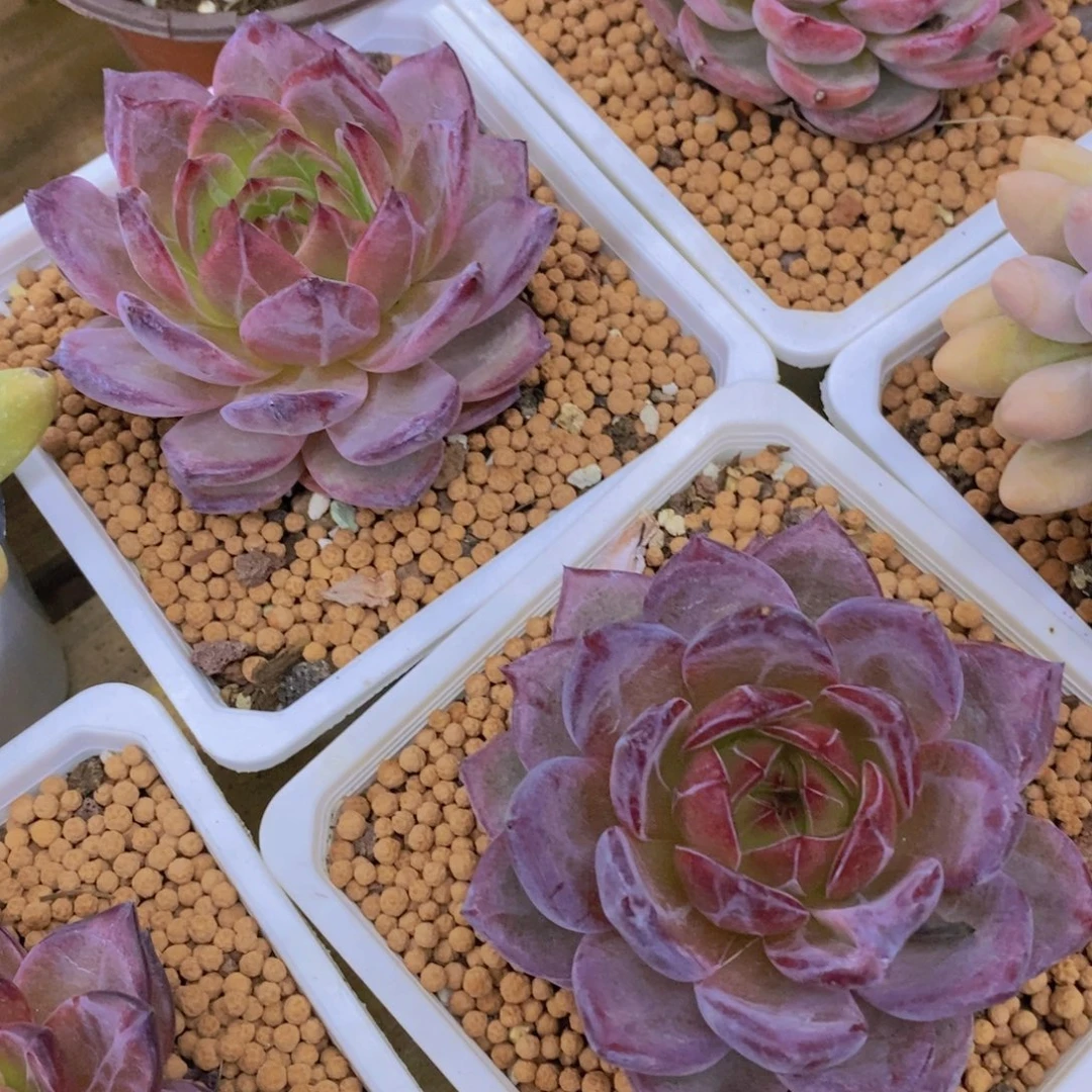 开心多肉每月专场，8月