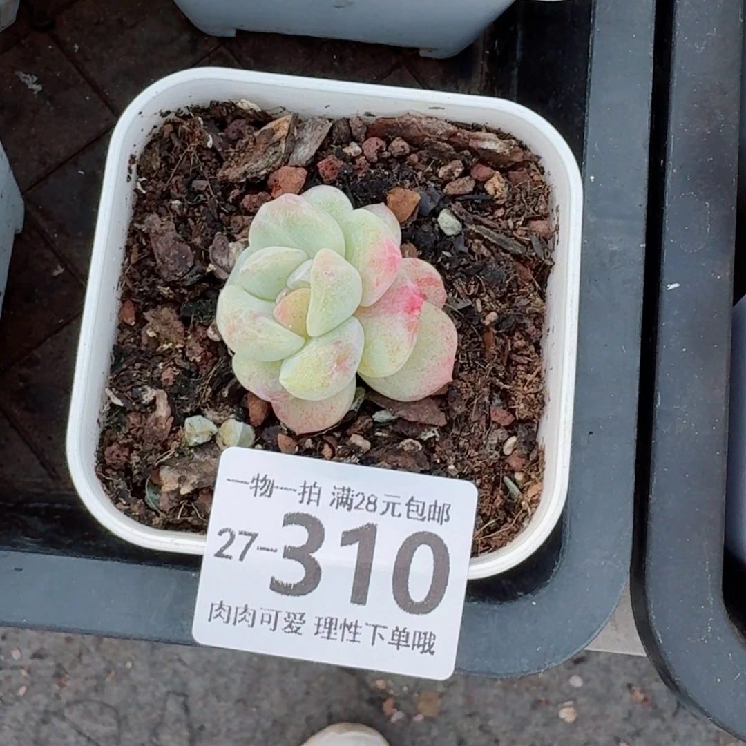 石化冰玉无盆土发货无盆土发货无