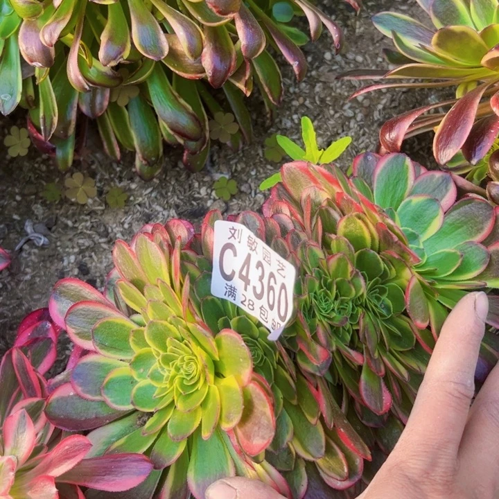 奶白缀多肉植物法师4360