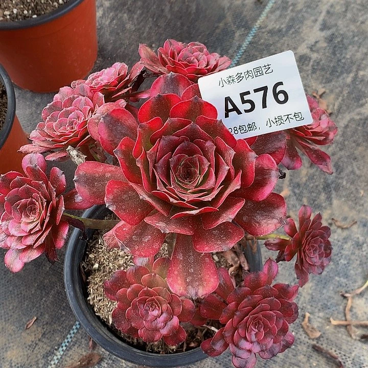 万****。576美肌不包生死
