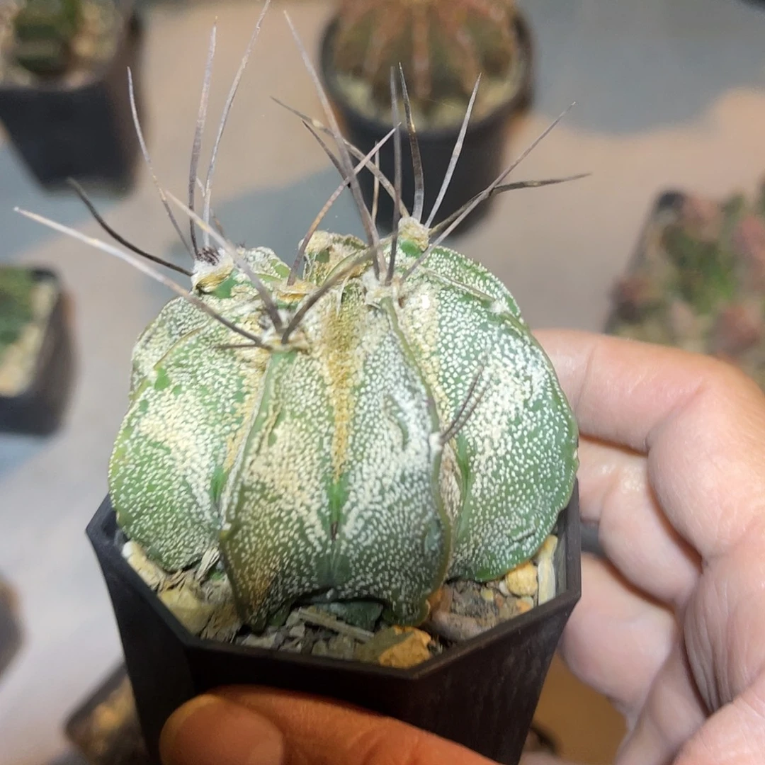 实生豪刺瑞凤玉仙人球