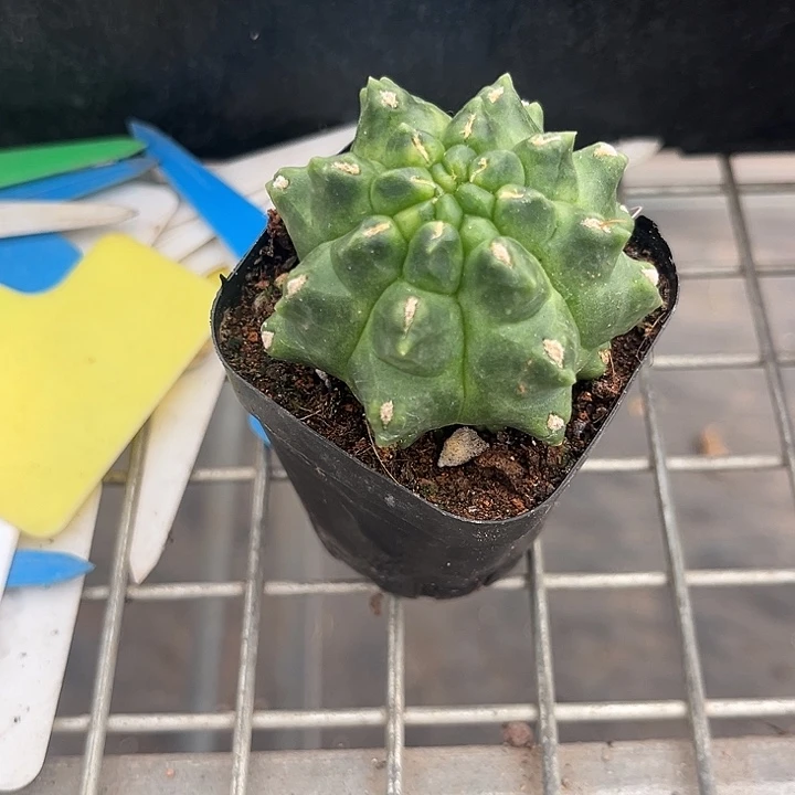 老***虎我我想要的东西太少太