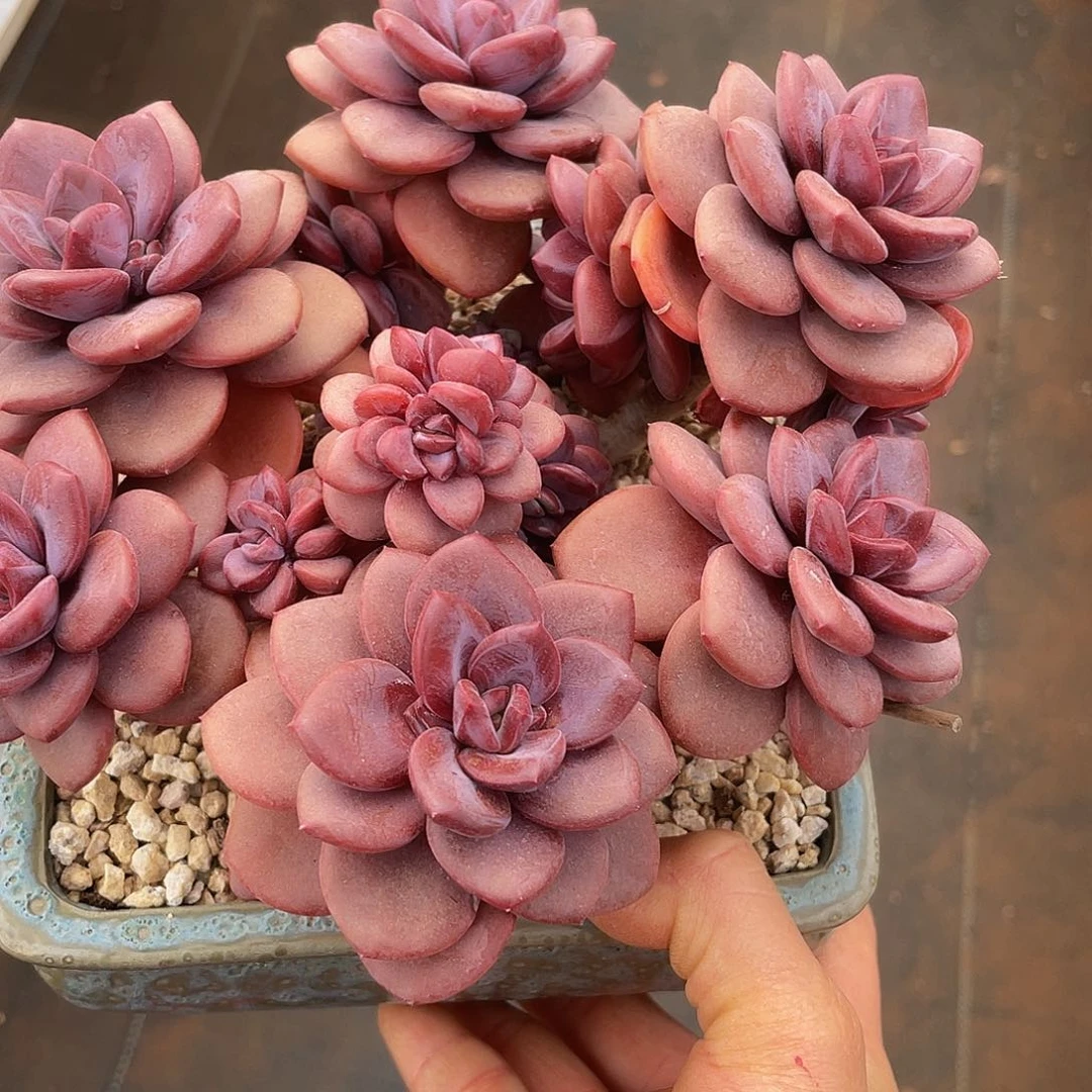 松露多肉多肉多肉