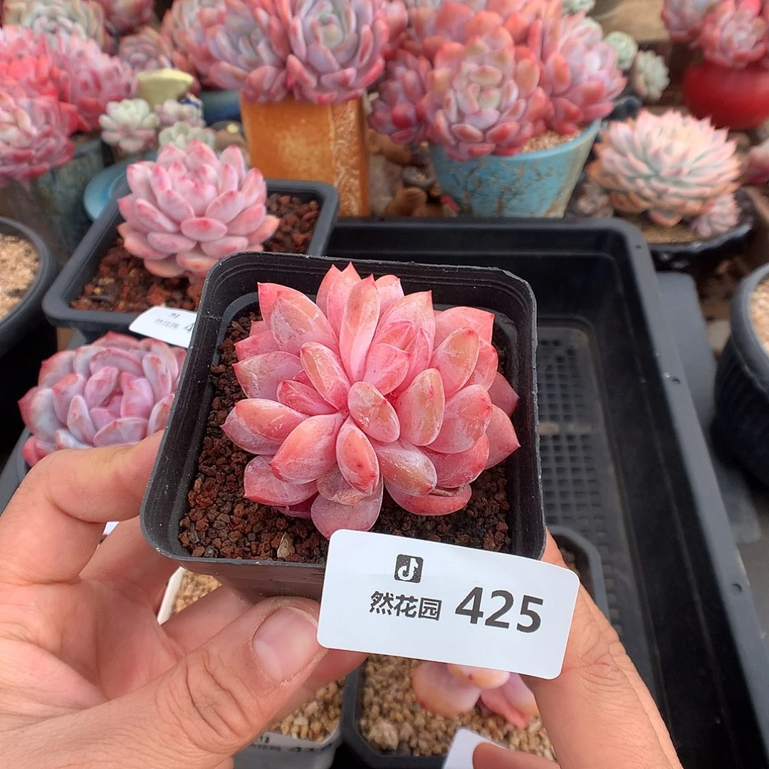 425雪天使多肉植物一物一拍