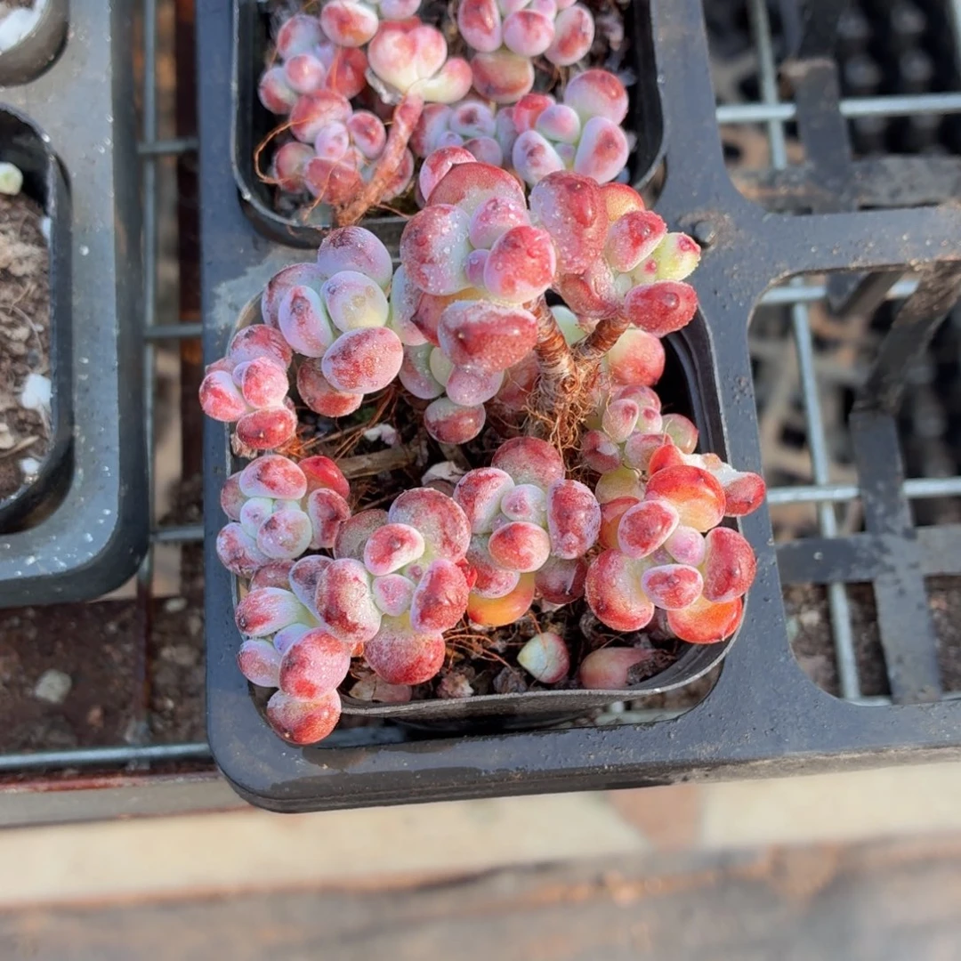 汤姆漫画多肉9.9包邮发货