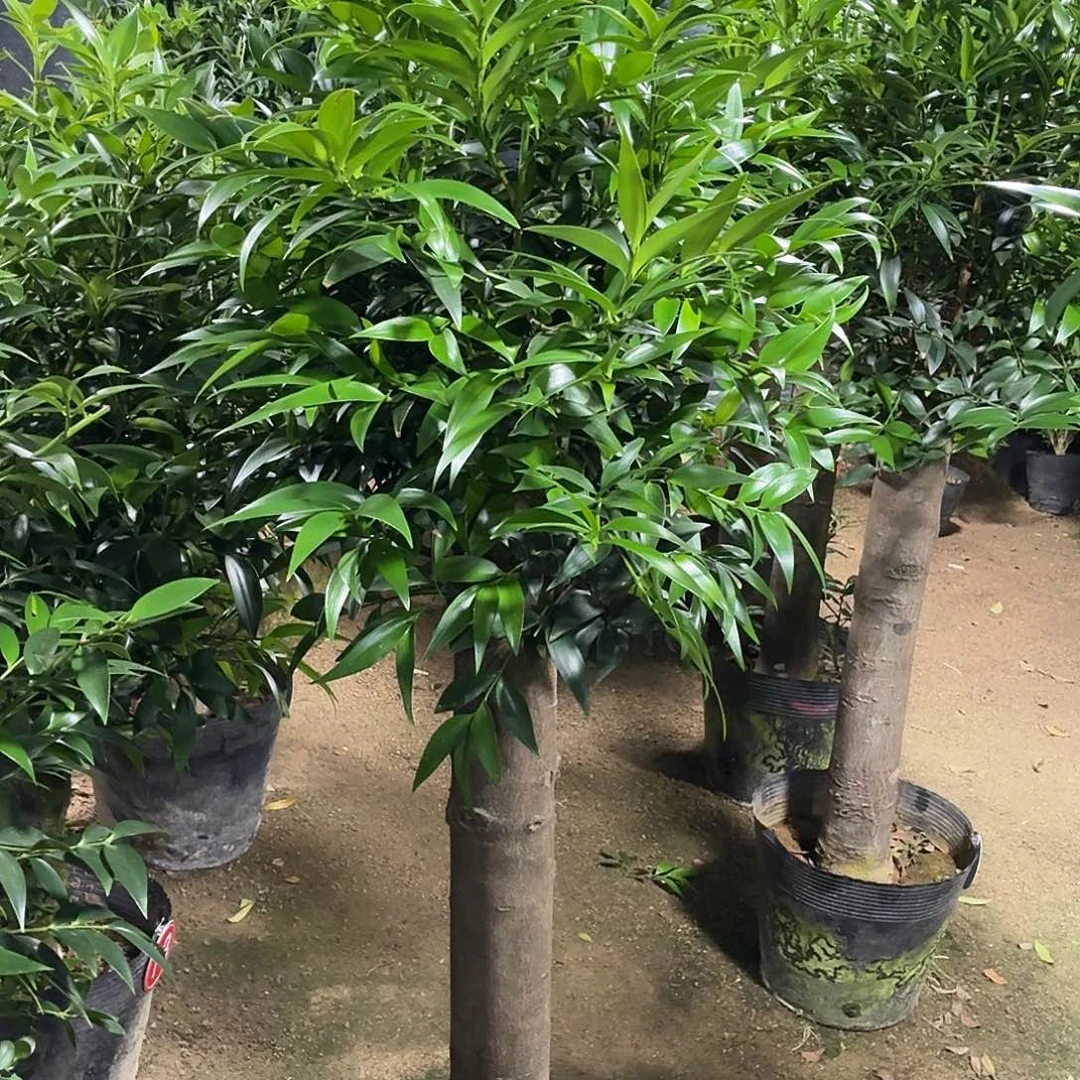 完全开放竹柏老桩一物一拍顺丰包邮