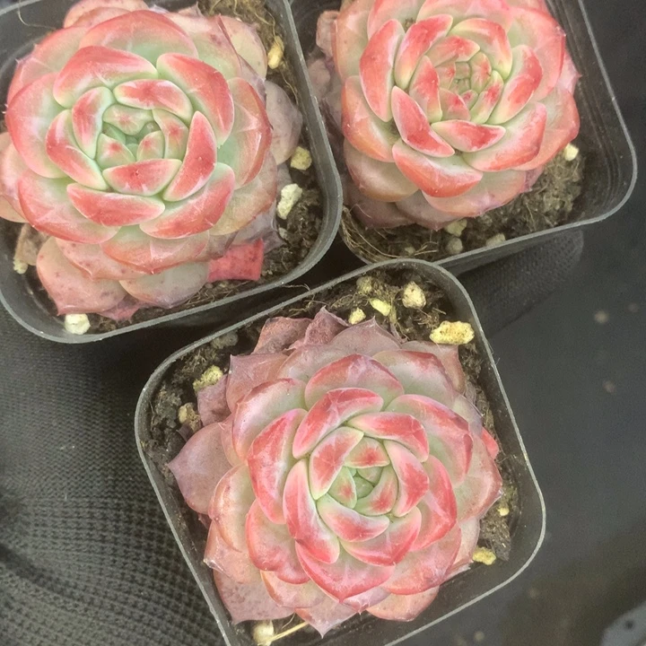 雪芙蓉2颗。（满9.99包邮不满9.99发叶子）
