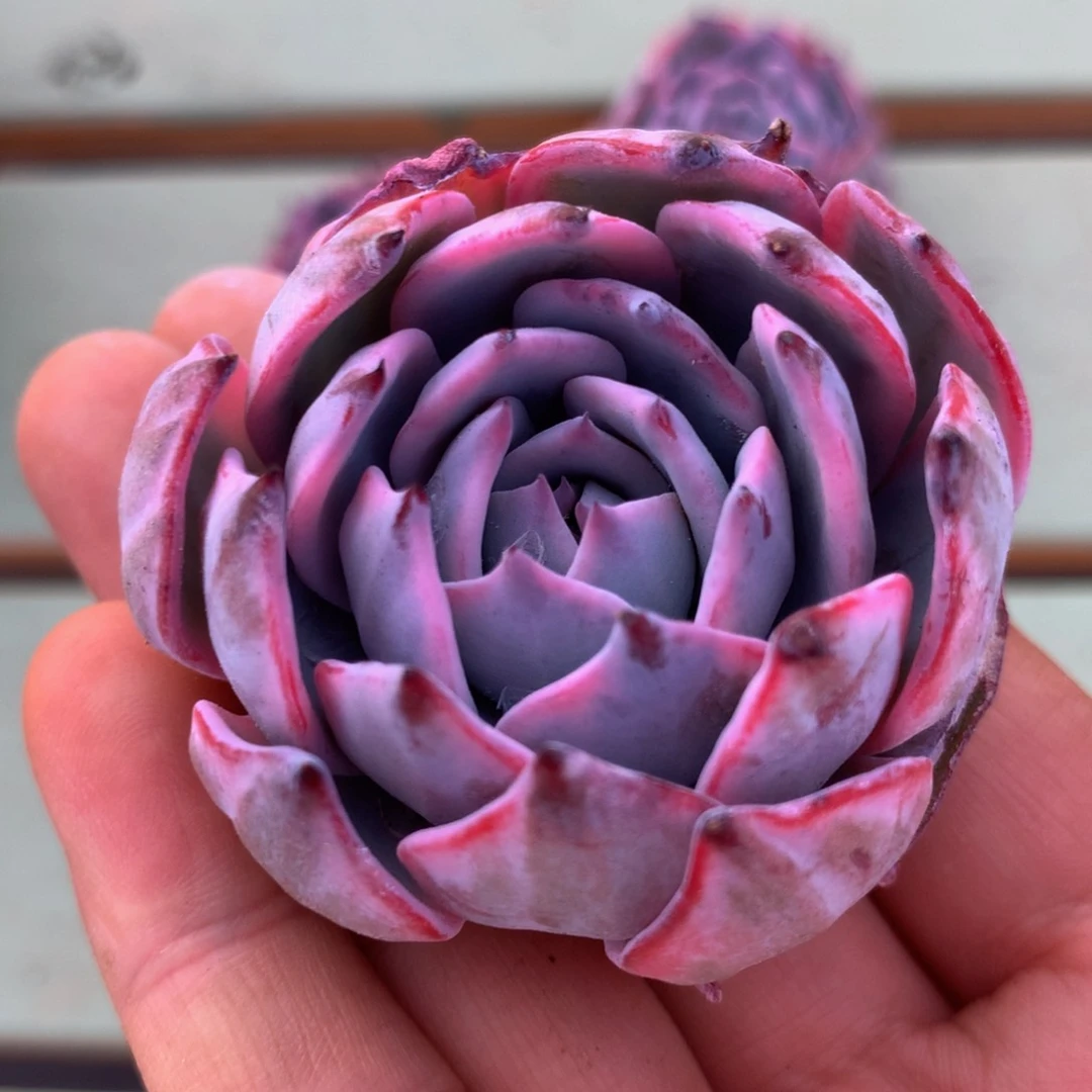 劳伦斯锦锦上园艺一物一拍