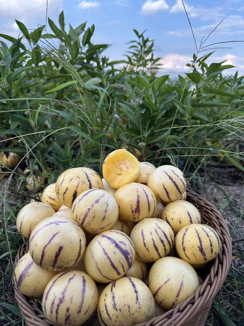 云南石林风化石高糖树上熟人参果4.5斤装（纯甜带香味、不放冰箱)