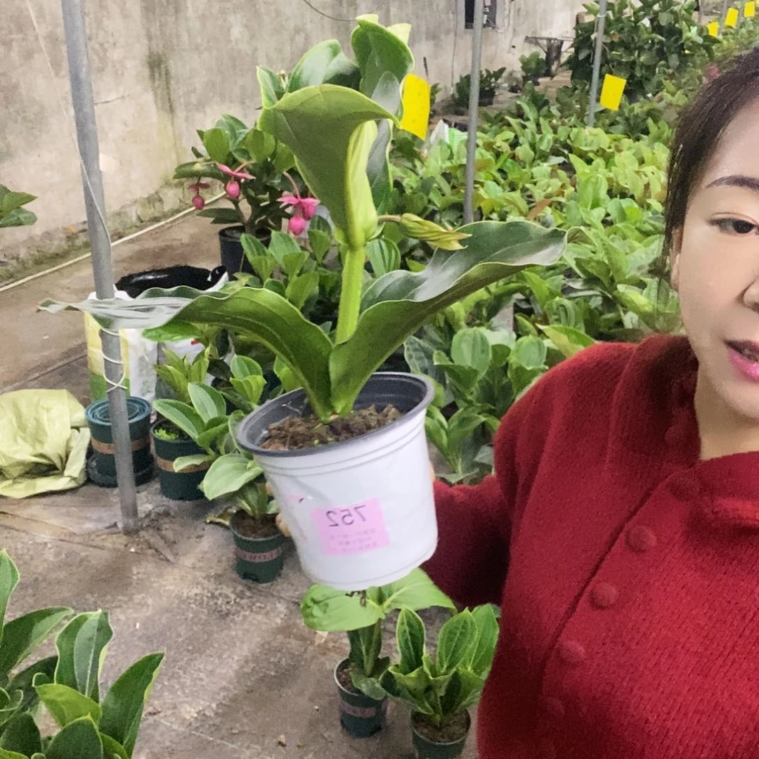 木本植物如**好木本花卉752