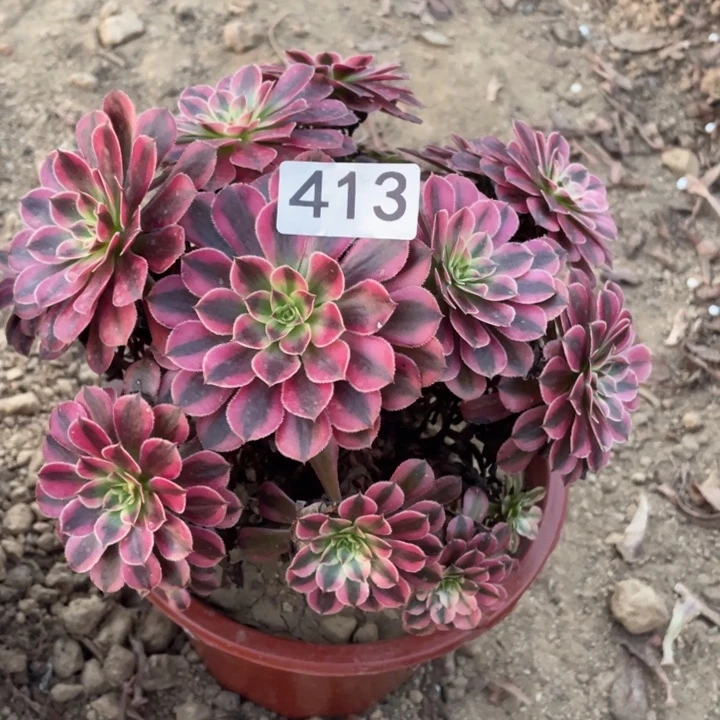 ****舞无花朵413多肉植物黑铜白