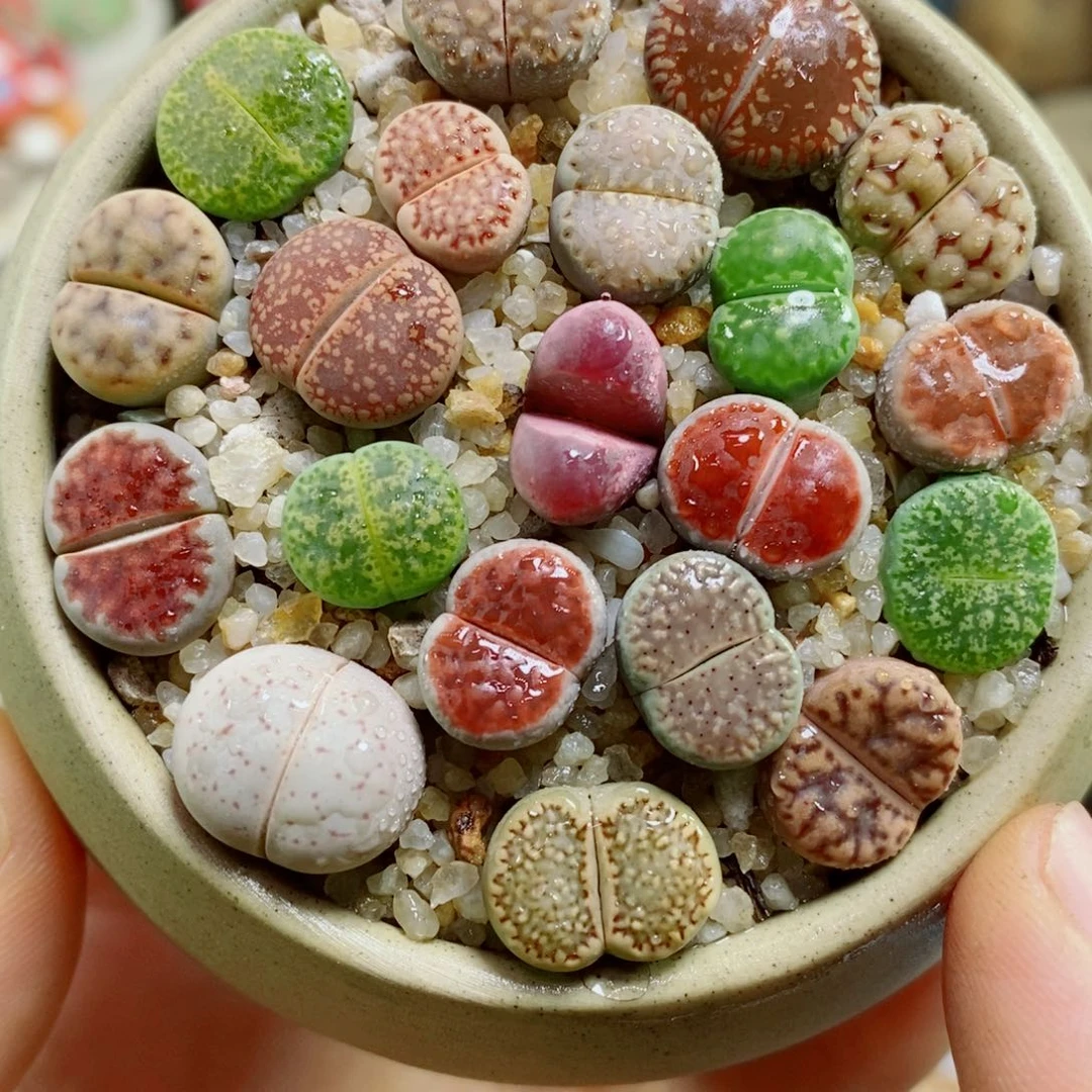 生石花花花花花花花743