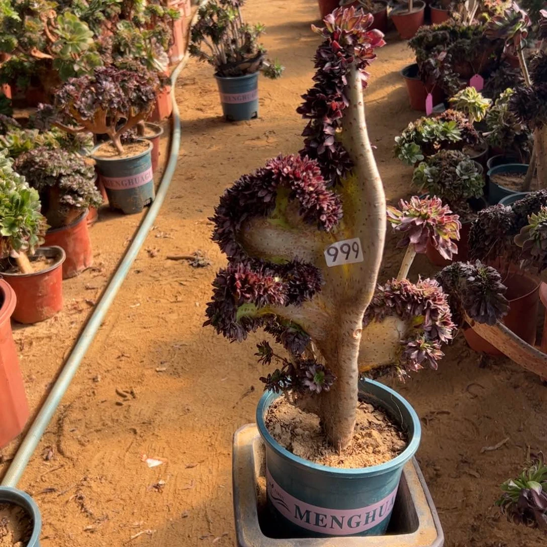 影*有伤黑缀999一颗