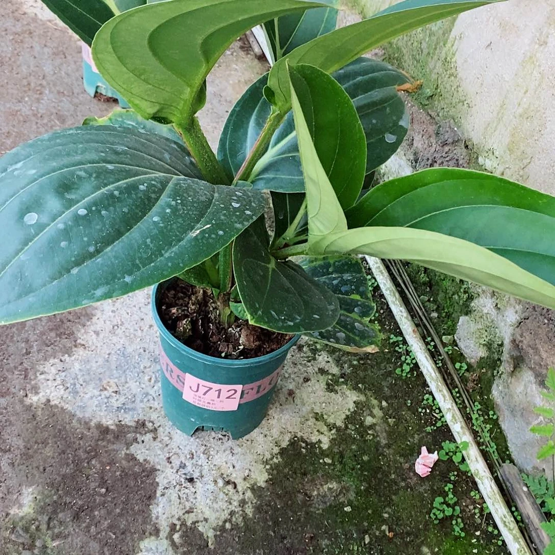 无花朵单****人木本花卉712