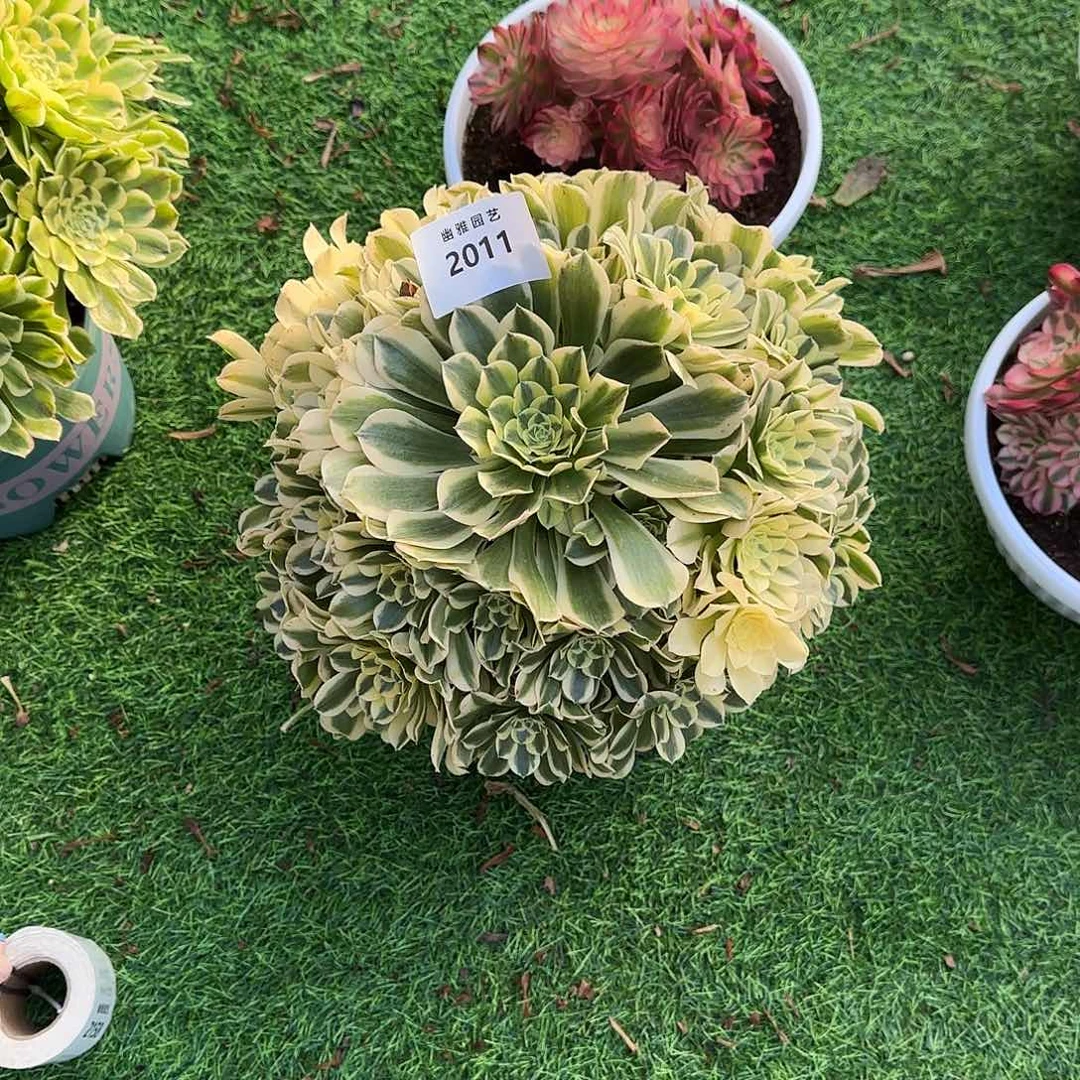 多肉植物绿豆沙2011