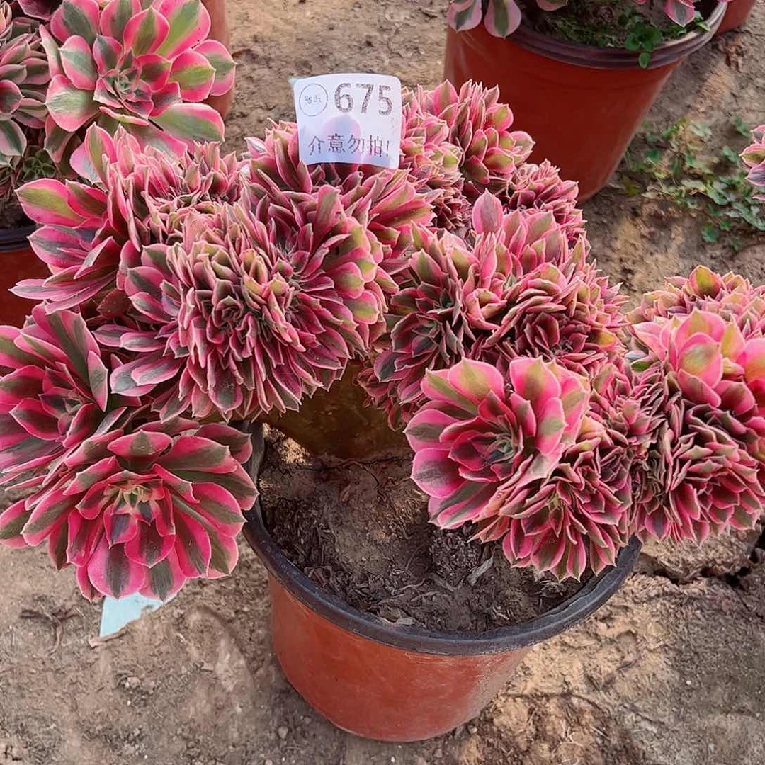 无花朵多肉植物675