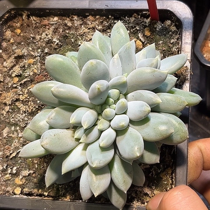 多肉植物胖体哥特缀775