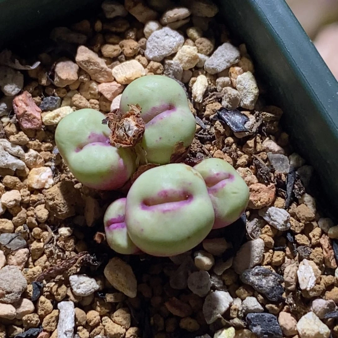 1380b小红嘴（火大）