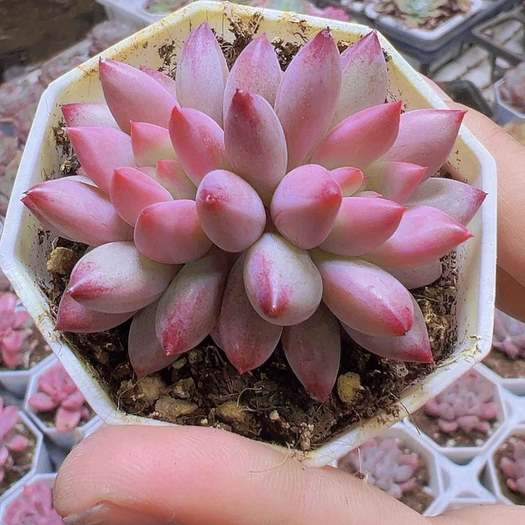 双头正版车厘子19包邮