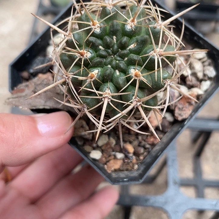 074登阳丸仙人球植物