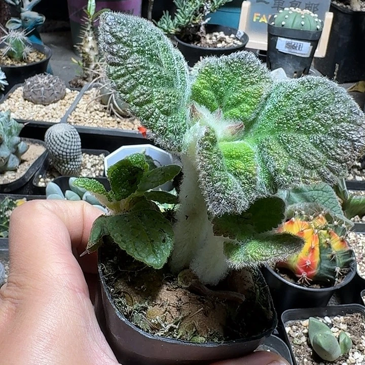 269断崖王子带盆发货