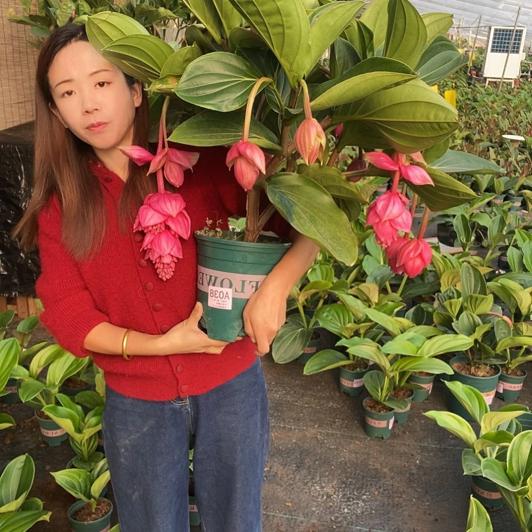 木本T**i木本花卉038