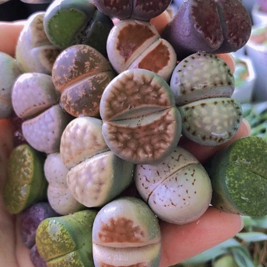 无花朵1344，2厘米以上19颗