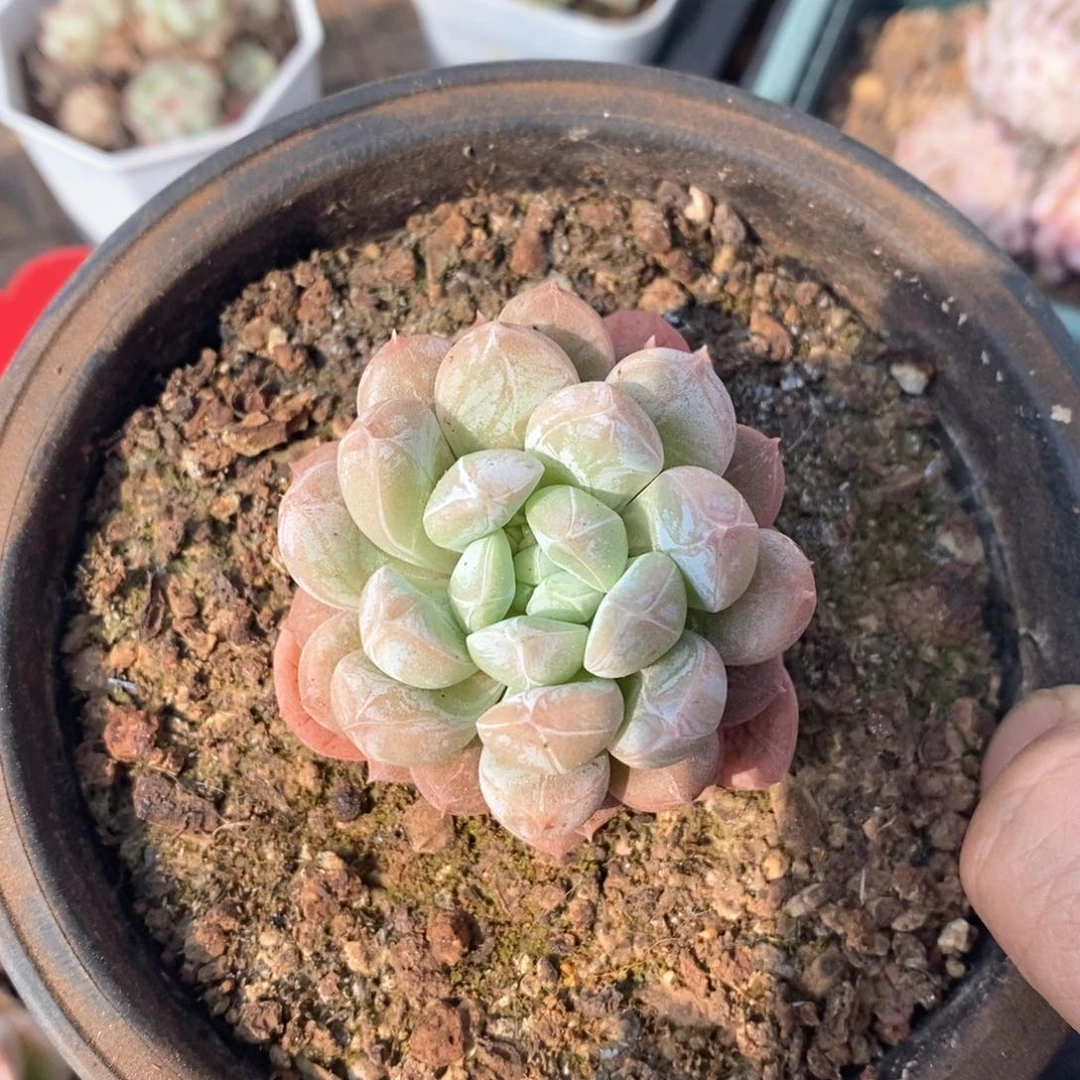 精品多肉一物一拍不包整55