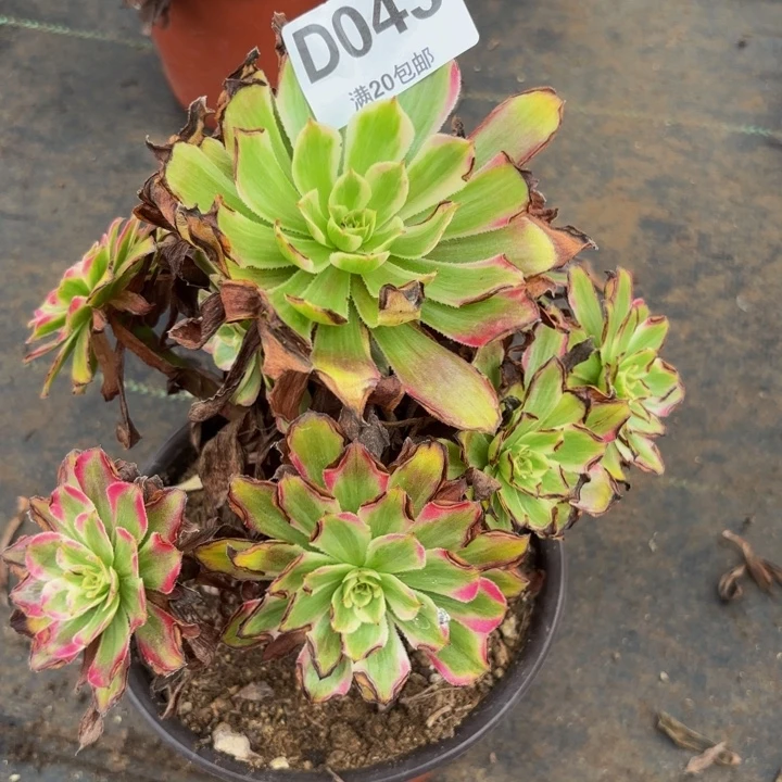 瑞妈多肉植物，043凌波仙子