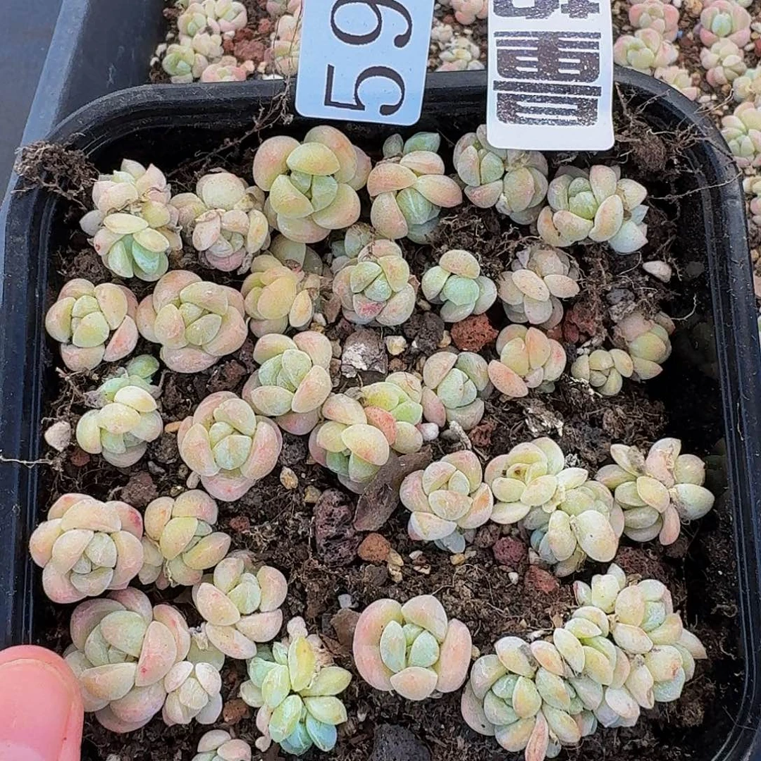 多肉植物多肉植物59量拍