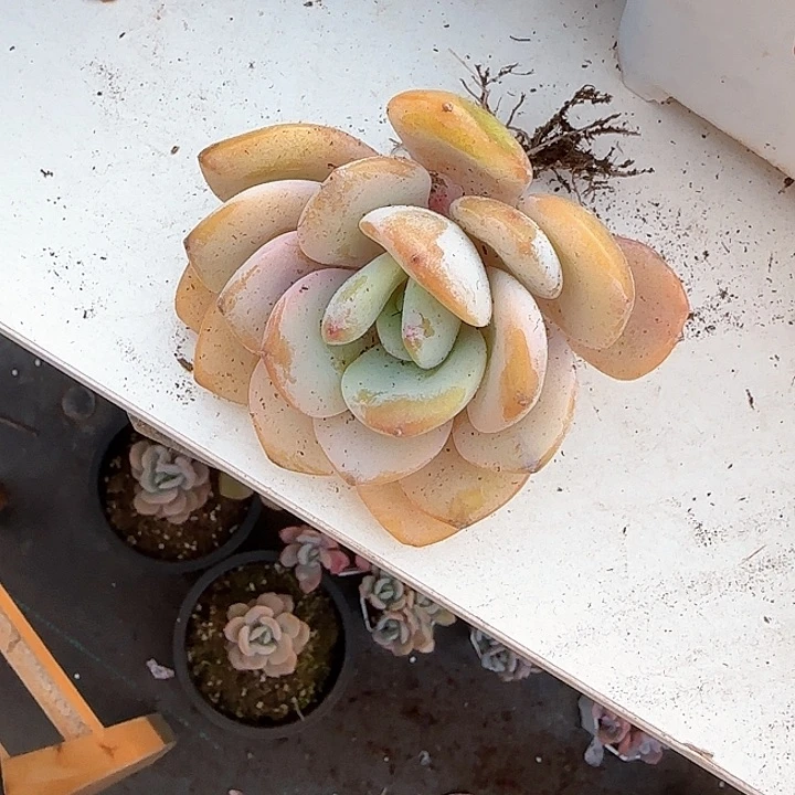 心****师青蛙王子儿童牙膏111