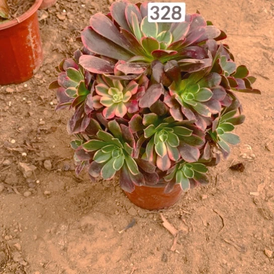 无花朵328多肉植物金丝雀