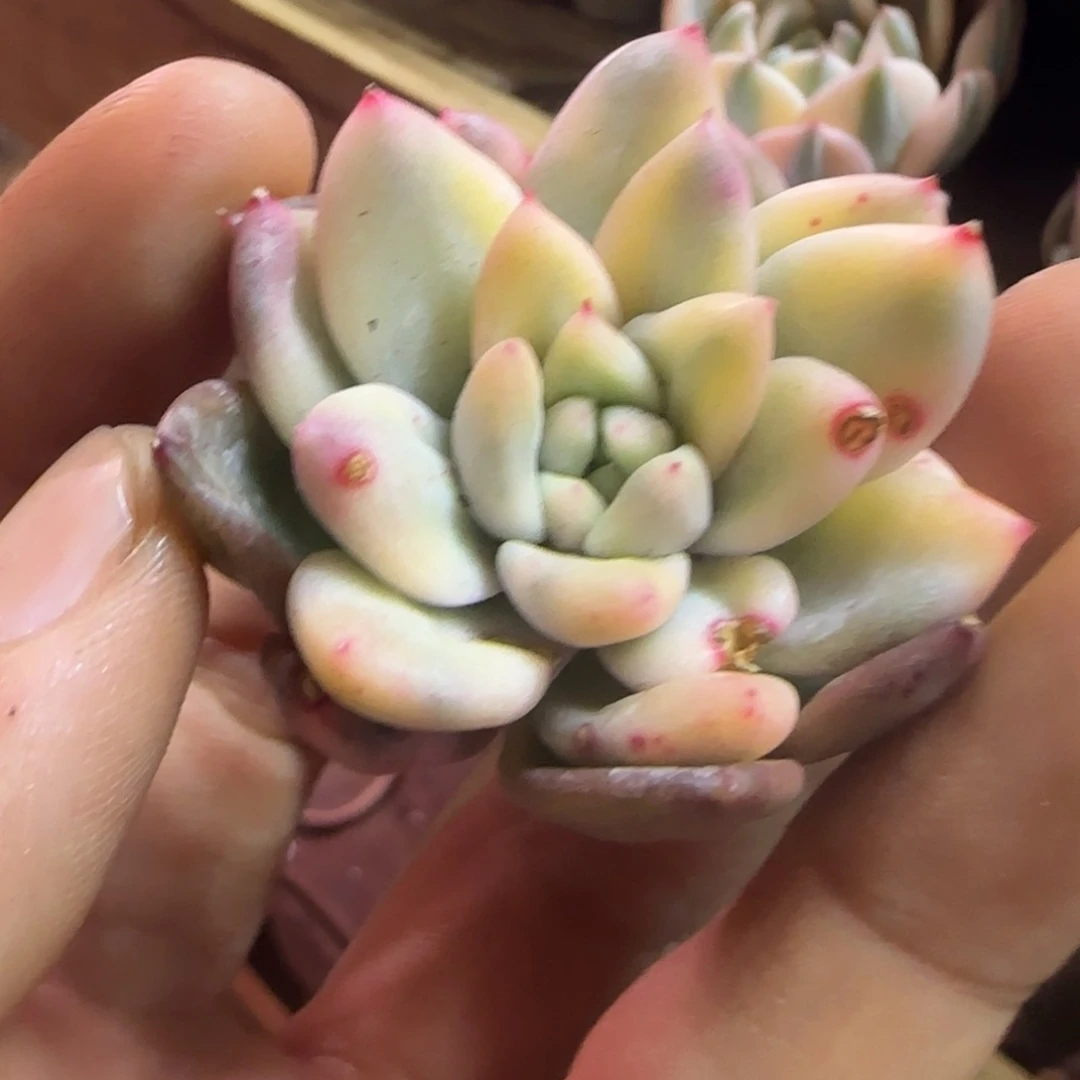 余****余生 多肉植物