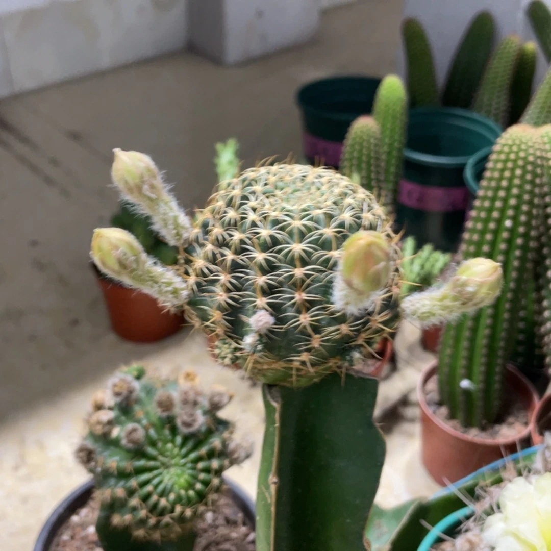 新品丽花L39母本带侧芽
