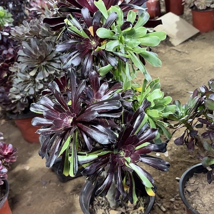 多肉植物水墨丹青60