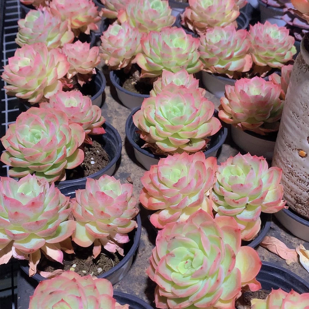 星娜搭246788990000