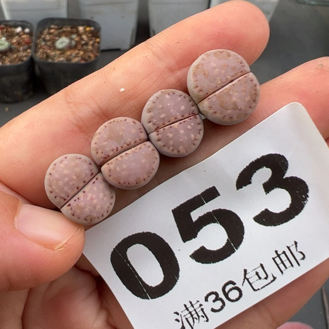 晨***曦9.28好看的多肉脱土发货053